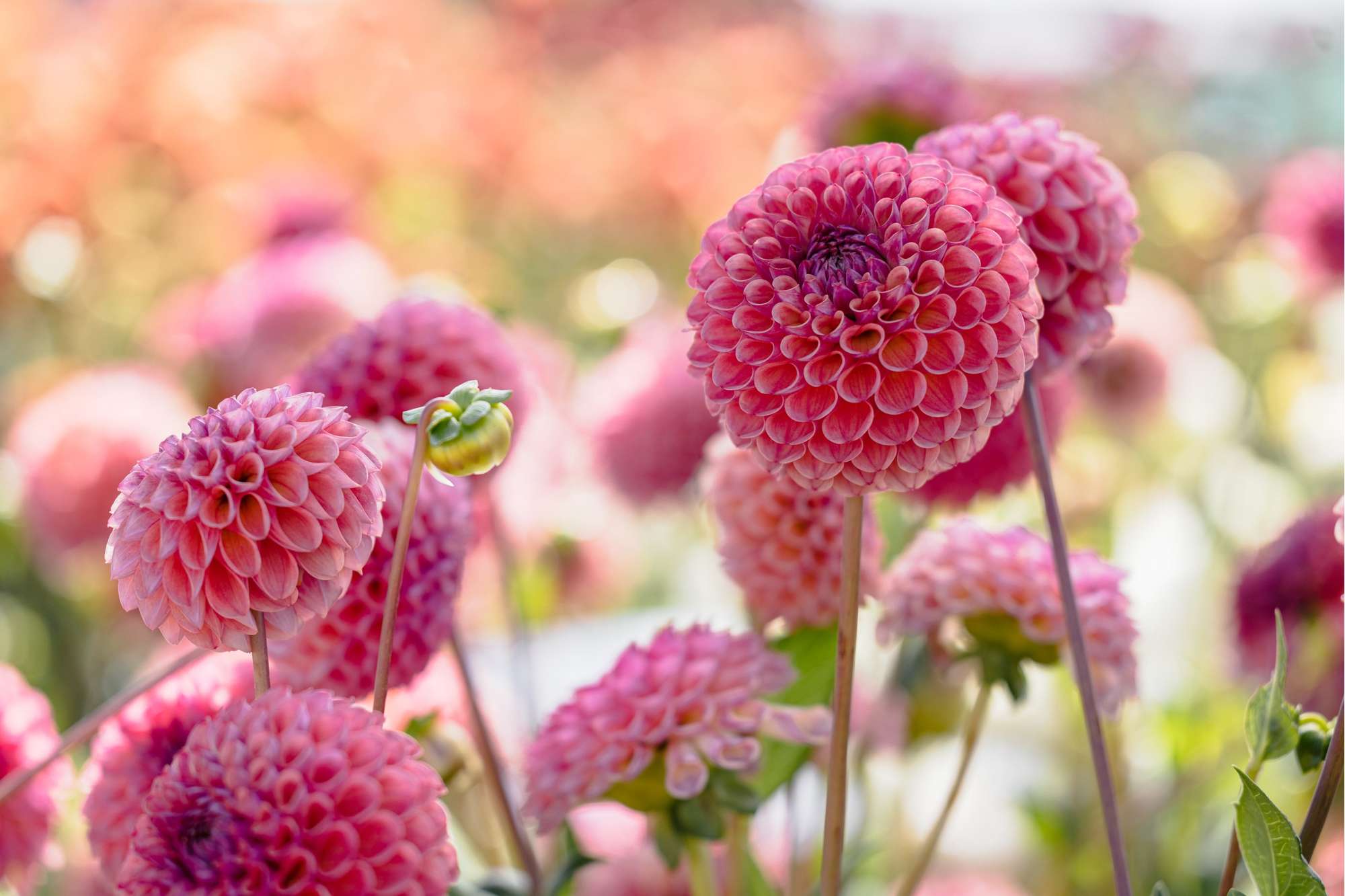 Ball-Dahlie und Pompon-Dahlie - Bloomenwelt
